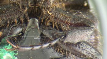 Media type: image;   Entomology 24875 Aspect: front tibia